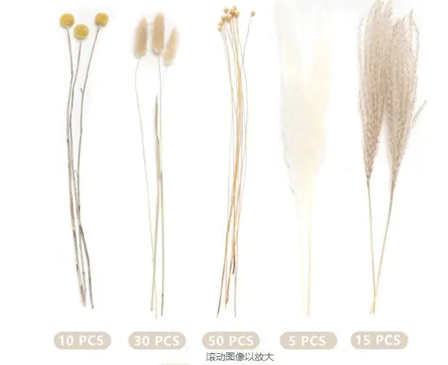 Amazon Wholesale Dried Flower Bouquet - Bunny Tail Grass
