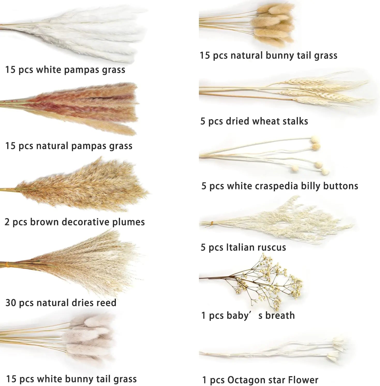 Amazon Wholesale Dried Flower Bouquet - Bunny Tail Grass